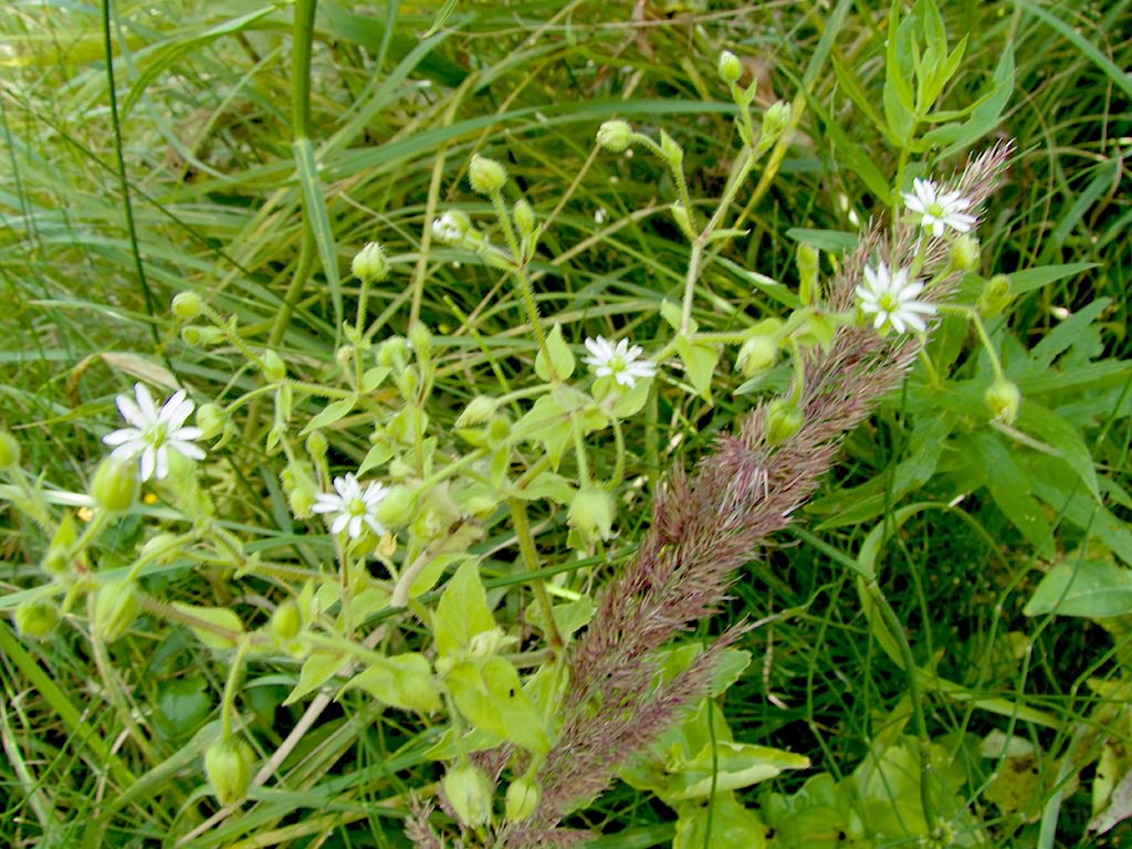 Myosoton aquaticum (L.)